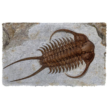 Gearhuman 3D Trilobite Fossil Doormat