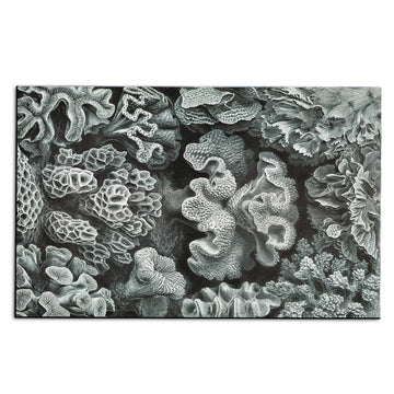 Gearhumans 3D Haeckel Corals Custom Carpet