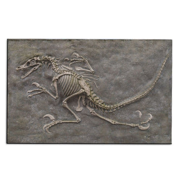 Gearhuman Dinosaur Fossil Carpet ZK3006217 Square Carpet Carpet S(59"X35,5") 
