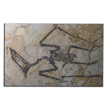 Gearhuman Flying Dinosaur Fossil Carpet