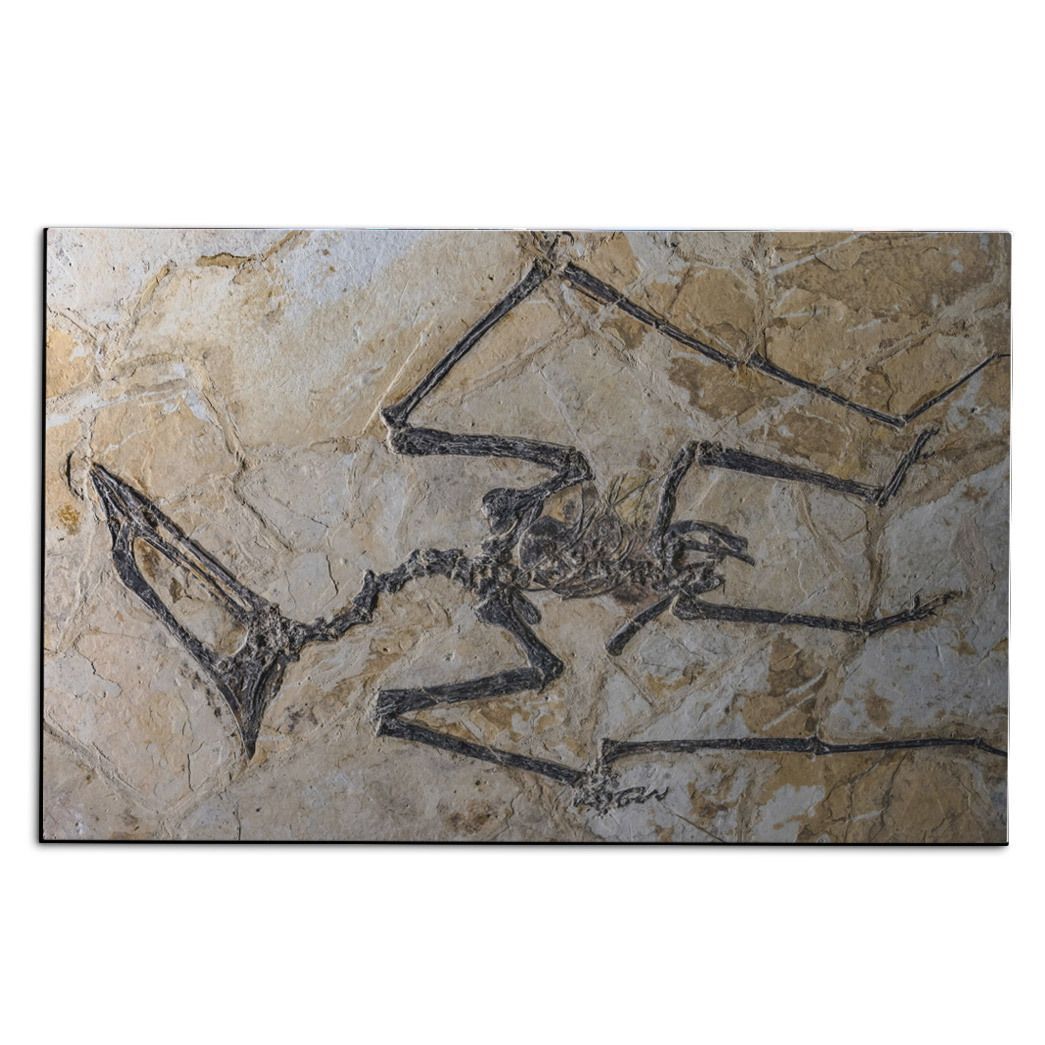 Gearhuman Flying Dinosaur Fossil Carpet ZK3006218 Square Carpet Carpet S(59"X35,5") 